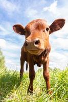 calf in the meadow. photo