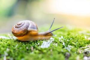 snail and moss photo