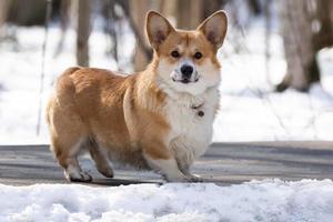 Corgi dog in the Park photo