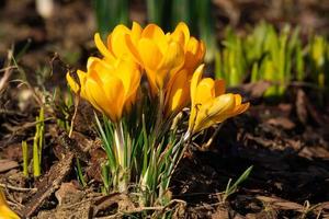 spring flower Crocus photo