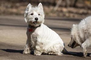 perro samoyedo en el parque. foto