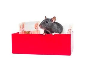 Rat with money photo