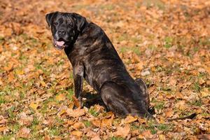 dog cane Corso photo