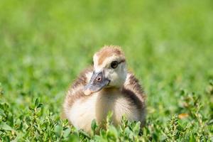 duckling on the grass photo