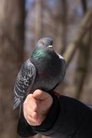 the dove on the hand photo