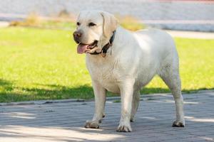 labrador retriever yellow summer photo