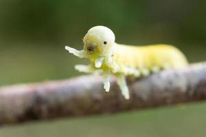 Cimbex femoratus birch Sawfly caterpillars photo