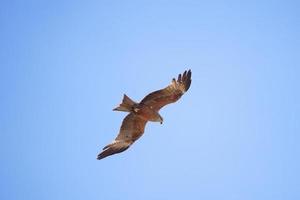 Black kite Milvus migrans photo