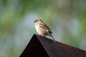 Sparrow on the tree photo