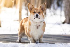 Corgi dog in the Park photo