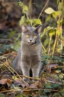 cat Russian blue photo