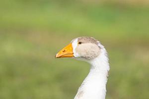 goose on grass photo