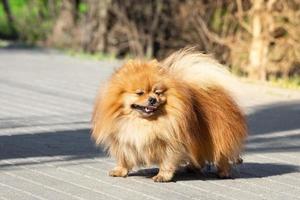 lindo perro spitz en la naturaleza foto