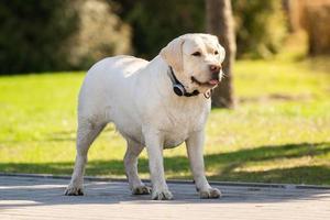 labrador retriever yellow summer photo