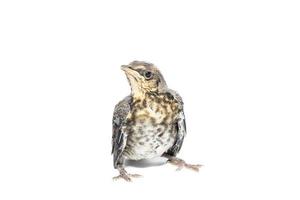 song thrush white background photo