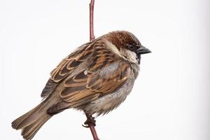 Sparrow on the tree photo