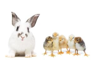 rabbit and chicken photo