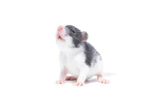 rat on white background photo