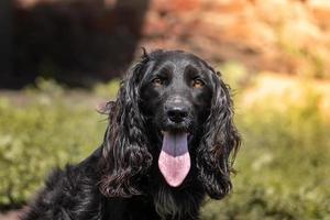 cocker spaniel cuida la casa foto