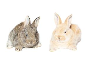 rabbit on white background photo