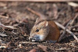 el raton de campo rayado foto