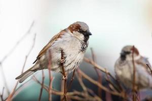 Sparrow on the tree photo