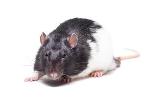 rat isolated on white background photo