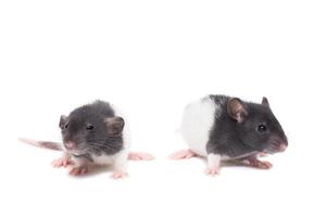 rat on white background photo