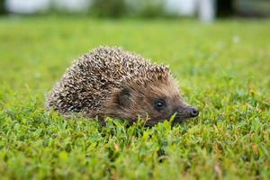 hedgehog on the grass photo