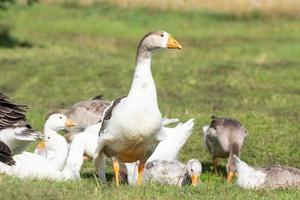 goose on grass photo