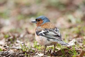 Chaffinch on a branch photo