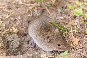 el raton de campo rayado foto