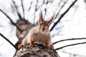 ardilla en el árbol foto