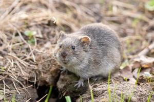 The striped field mouse photo