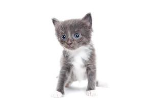 grey Kitten on white background photo