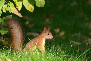 ardilla en el parque de otoño. foto