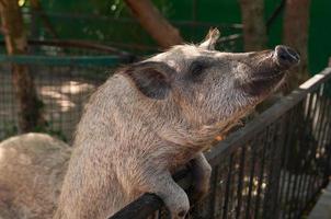 pink pig in the mud photo