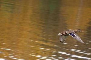 duck in flight photo