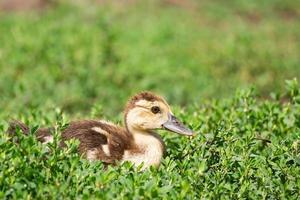 duckling on the grass photo
