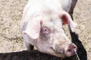 pink pig in the mud photo