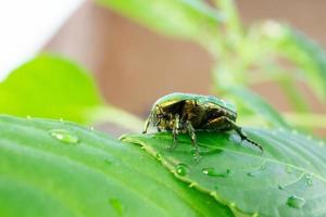 cetonia aurata hoja verde foto