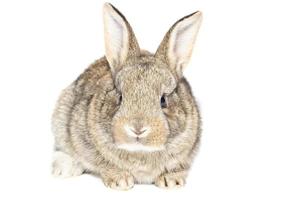 rabbit on white background photo