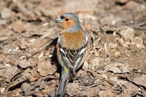 Chaffinch on the ground spring photo