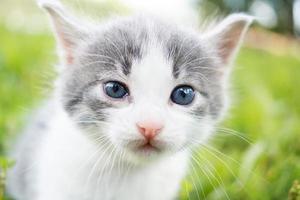 kitten on the grass photo