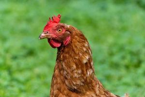 healthy chicken in the garden photo