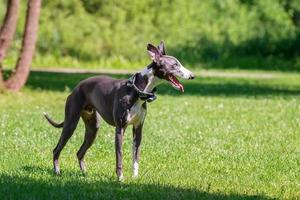 Dog breed hound photo