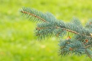 Spruce close up photo