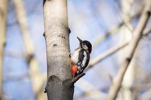 Great Spotted Woodpecker Dendrocopos major photo