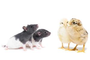 animals on white background photo