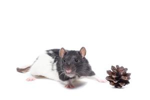 rat on white background photo